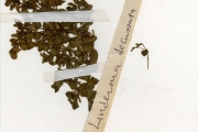 <strong>Scrophulariaceae - Lindernia - Lindernia diffusa (L.) Wettst.</strong><br />© hnb