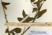 <strong>Leguminosae-Papilionoideae - Crotalaria - Crotalaria pallida Aiton var. pallida</strong><br />© hnb