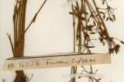 <strong>Cyperaceae - Fuirena - Fuirena stricta Steud.</strong><br />© hnb