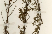 <strong>Onagraceae - Ludwigia - Ludwigia hyssopifolia (G.Don) Exell</strong><br />© hnb