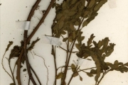 <strong>Euphorbiaceae - Phyllanthus - Phyllanthus braunii Pax</strong><br />© hnb