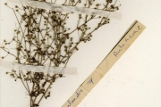 <strong>Rubiaceae - Oldenlandia - Oldenlandia herbacea (L.) Roxb.</strong><br />© hnb