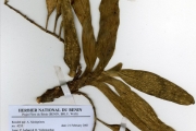 <strong>Orchidaceae - Cyrtorchis - Cyrtorchis arcuata (Lindl.) Schltr.</strong><br />© hnb