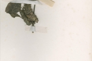 <strong>Acanthaceae - Phaulopsis - Phaulopsis imbricata (Forssk.) Sweet</strong><br />© hnb
