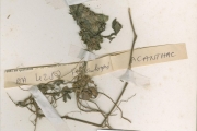 <strong>Acanthaceae - Phaulopsis - Phaulopsis imbricata (Forssk.) Sweet</strong><br />© hnb