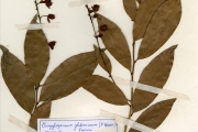 <strong>Ochnaceae - Campylospermum - Campylospermum glaberrimum (P.Beauv.) Farron</strong><br />© hnb
