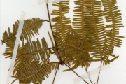 <strong>Gleicheniaceae - Dicranopteris - Dicranopteris linearis (Burm.) Underw.</strong><br />© hnb