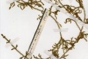 <strong>Lycopodiaceae - Lycopodiella - Lycopodiella cernua (L.) Pic.Serm.</strong><br />© hnb