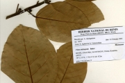 <strong>Moraceae - Ficus - Ficus trichopoda Baker</strong><br />© hnb