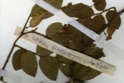 <strong>Leguminosae-Papilionoideae - Dalbergia - Dalbergia dalzielii Baker f. ex Hutch. & Dalziel</strong><br />© hnb