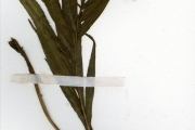 <strong>Lomariopsidaceae - Bolbitis - Bolbitis heudelotii (Bory ex Fée) Alston</strong><br />© hnb