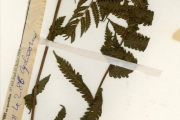 <strong>Thelypteridaceae - Christella - Christella dentata (Forssk.) Brownsey & Jermy</strong><br />© hnb