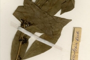 <strong>Rubiaceae - Tricalysia - Tricalysia okelensis Hiern</strong><br />© hnb