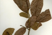 <strong>Sapindaceae - Eriocoelum - Eriocoelum kerstingii Gilg ex Engl.</strong><br />© hnb