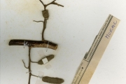 <strong>Moraceae - Milicia - Milicia excelsa (Welw.) C.C.Berg</strong><br />© hnb