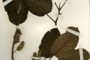 <strong>Moraceae - Milicia - Milicia excelsa (Welw.) C.C.Berg</strong><br />© hnb