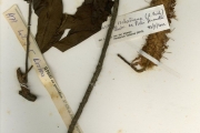 <strong>Proteaceae - Faurea - Faurea rochetiana (A.Rich.) Chiov. ex Pich.-Serm.</strong><br />© hnb