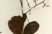 <strong>Dilleniaceae - Tetracera - Tetracera alnifolia Willd.</strong><br />© hnb