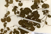 <strong>Apiaceae - Centella - Centella asiatica (L.) Urb.</strong><br />© hnb