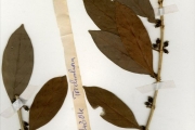 <strong>Rubiaceae - Tricalysia - Tricalysia okelensis Hiern</strong><br />© hnb