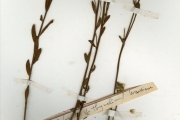 <strong>Thymelaeaceae - Gnidia - Gnidia kraussiana Meisn.</strong><br />© hnb
