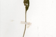<strong>Lomariopsidaceae - Bolbitis - Bolbitis heudelotii (Bory ex Fée) Alston</strong><br />© hnb