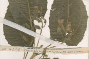 <strong>Acanthaceae - Thunbergia - Thunbergia atacorensis Akoègn. & Lisowski</strong><br />© hnb