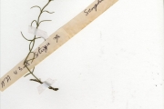 <strong>Scrophulariaceae - Striga - Striga asiatica (L.) Kuntze</strong><br />© hnb