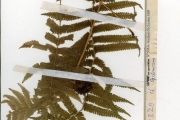 <strong>Thelypteridaceae - Christella - Christella dentata (Forssk.) Brownsey & Jermy</strong><br />© hnb
