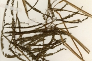 <strong>Leguminosae-Papilionoideae - Sesbania - Sesbania sudanica J.B.Gillett subsp. occidentalis Gillett</strong><br />© hnb
