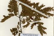 <strong>Leguminosae-Mimosoideae - Prosopis - Prosopis africana (Guill. & Perr.) Taub.</strong><br />© hnb
