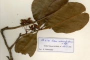 <strong>Ochnaceae - Ochna - Ochna schweinfurthiana F.Hoffm.</strong><br />© hnb