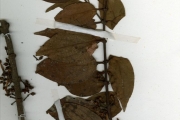 <strong>Loranthaceae - Phragmanthera - Phragmanthera capitata (Spreng.) Balle</strong><br />© hnb