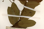 <strong>Apocynaceae - Ancylobotrys - Ancylobotrys amoena Hua</strong><br />© hnb