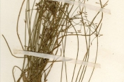 <strong>Cyperaceae - Cyperus - Cyperus halpan L.</strong><br />© hnb