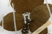 <strong>Moraceae - Ficus - Ficus trichopoda Baker</strong><br />© hnb