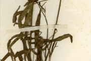 <strong>Leguminosae-Papilionoideae - Crotalaria - Crotalaria ochroleuca G.Don</strong><br />© hnb