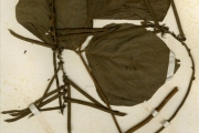 <strong>Leguminosae-Papilionoideae - Pueraria - Pueraria phaseoloides (Roxb.) Benth. var. javanica (Benth.) Baker f.</strong><br />© hnb