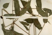 <strong>Marantaceae - Hypselodelphys - Hypselodelphys violacea (Ridl.) Milne-Redh.</strong><br />© hnb