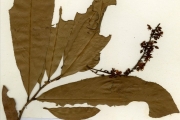 <strong>Ochnaceae - Campylospermum - Campylospermum flavum (Schum.) Farron</strong><br />© hnb