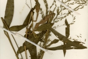 <strong>Poaceae - Centotheca - Centotheca lappacea (L.) Desv.</strong><br />© hnb