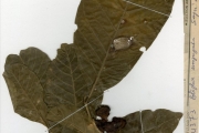 <strong>Sapindaceae - Blighia - Blighia unijugata Baker</strong><br />© hnb