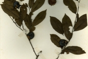 <strong>Ebenaceae - Diospyros - Diospyros soubreana F.White</strong><br />© hnb
