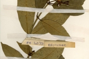 <strong>Apocynaceae - Tabernaemontana - Tabernaemontana eglandulosa Stapf</strong><br />© hnb
