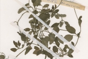 <strong>Acanthaceae - Nelsonia - Nelsonia canescens (Lam.) Spreng.</strong><br />© hnb
