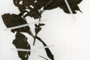 <strong>Rubiaceae - Rothmannia - Rothmannia urcelliformis (Hiern) Bullock ex Robyns</strong><br />© hnb