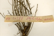 <strong>Araceae - Stylochaeton - Stylochaeton hypogaeus Lepr.</strong><br />© hnb