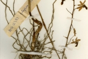 <strong>Orchidaceae - Eulophia - Eulophia cristata (Sw.) Steud.</strong><br />© hnb
