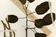 <strong>Moraceae - Milicia - Milicia excelsa (Welw.) C.C.Berg</strong><br />© hnb