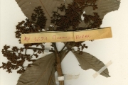 <strong>Cecropiaceae - Myrianthus - Myrianthus arboreus P.Beauv</strong><br />© hnb